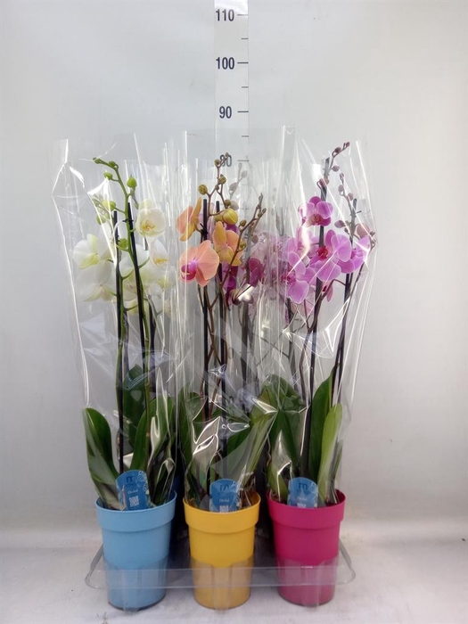 <h4>Phalaenopsis   ...mix  5</h4>