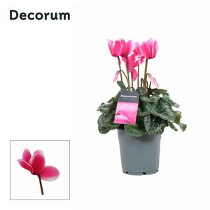 Cyclamen GR 'Lovely Moments'