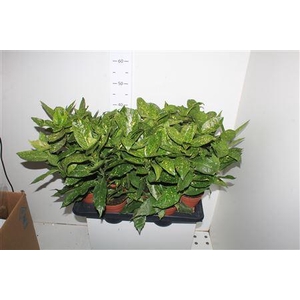 Aucuba J Variegata