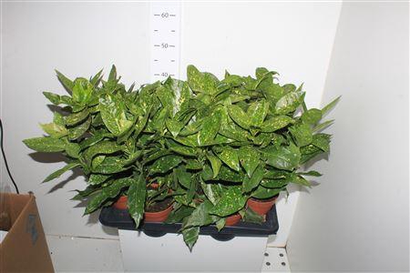 <h4>Aucuba J Variegata</h4>