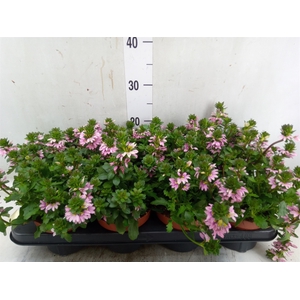 Scaevola  'Surdiva Pink Blue'