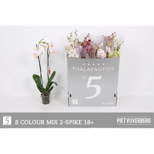 PHAL GEM 8 KL