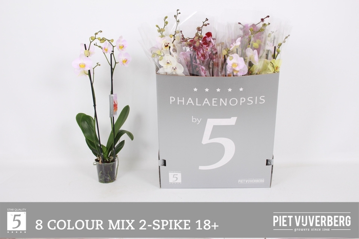 <h4>PHAL GEM 8 KL</h4>