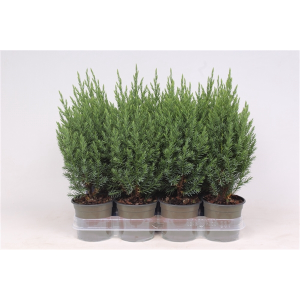 Juniperus chinensis 'Stricta'