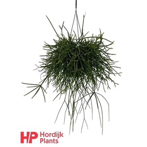 Rhipsalis pulchra hangpot