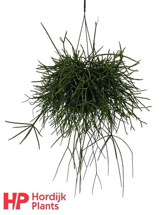 <h4>Rhipsalis pulchra hangpot</h4>