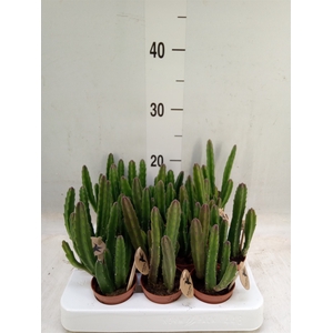 Stapelia leendertziae