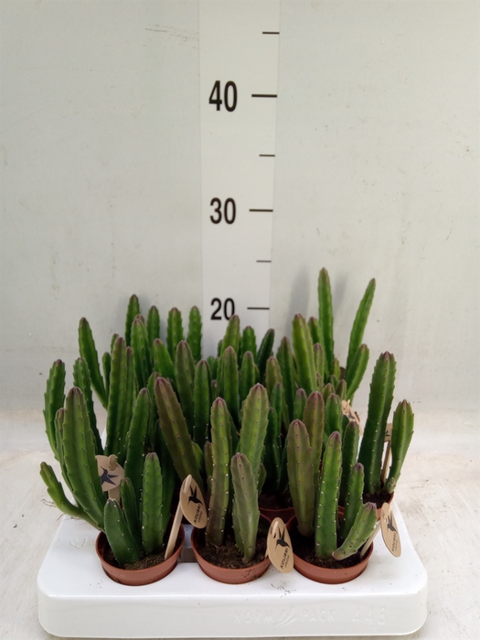 <h4>Stapelia leendertziae</h4>