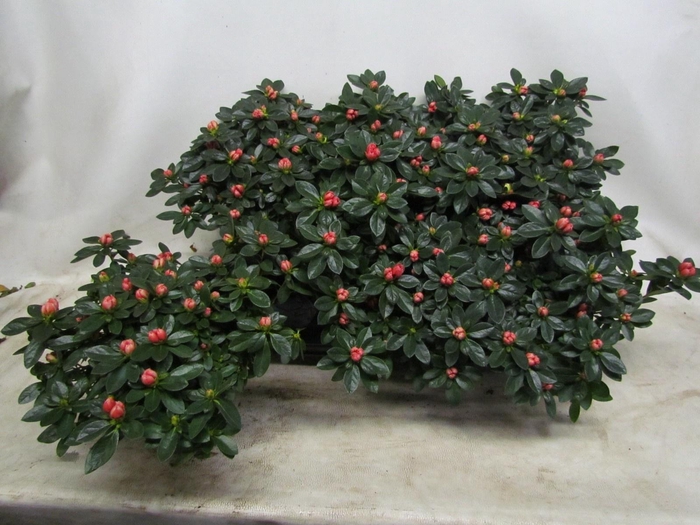 <h4>RHODO SI AIKO ROSE</h4>