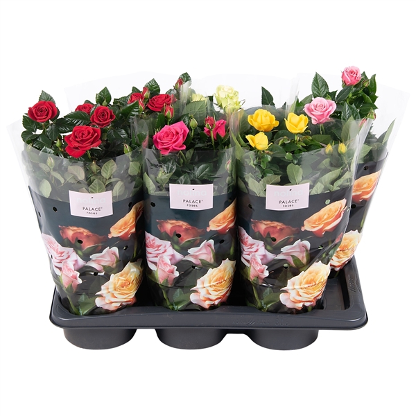 <h4>Nolina Roses Ø 17 cm Mix</h4>