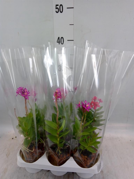 <h4>Epidendrum   ...</h4>