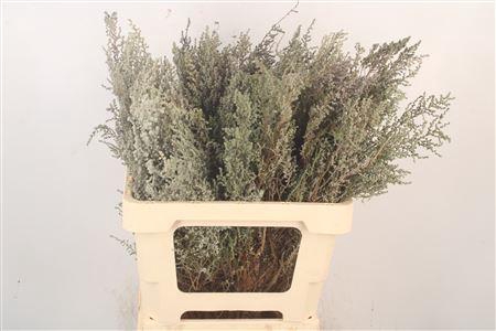 <h4>Kaaps Stoebe</h4>