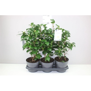 Camellia Jap. Brushfields 15+