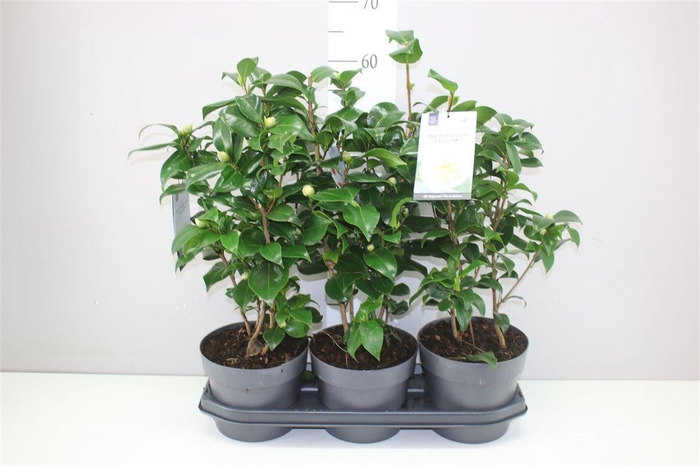 <h4>Camellia Jap. Brushfields 15+</h4>