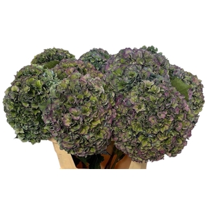 HYDR M ROY PARADE CL