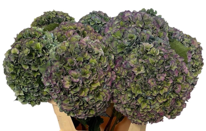 <h4>HYDR M ROY PARADE CL</h4>