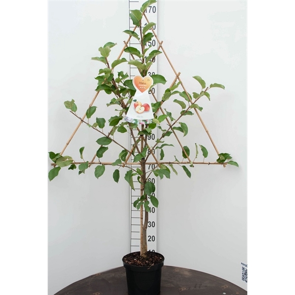 <h4>Malus domestica Vormboom-Leiboom, op rek MIX</h4>