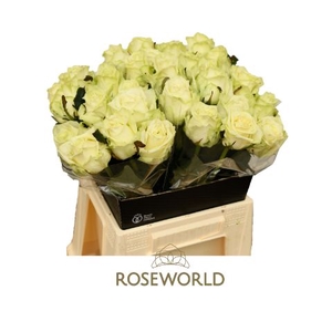 Rozen White Naomi 70cm