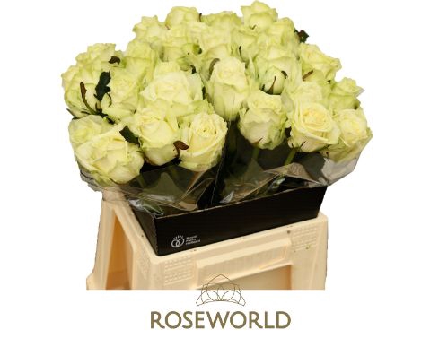 <h4>Rozen White Naomi 70cm</h4>