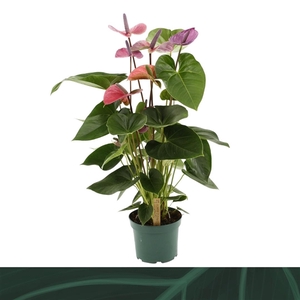 Anthurium Andreanum Grp Cavalli