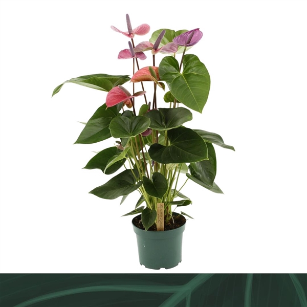 <h4>Anthurium Andreanum Grp Cavalli</h4>