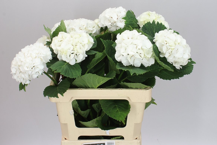 <h4>Hyd Lolly Pop White</h4>