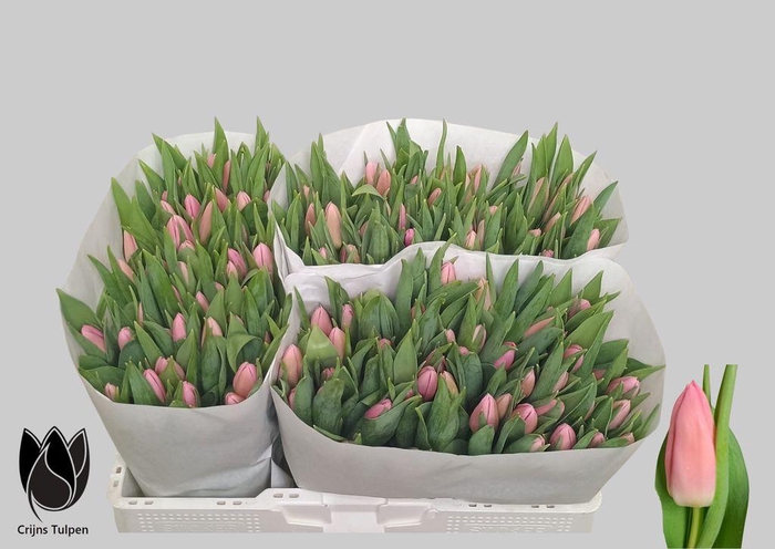 <h4>Tulipa si matchmaker</h4>