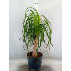 Beaucarnea recurvata
