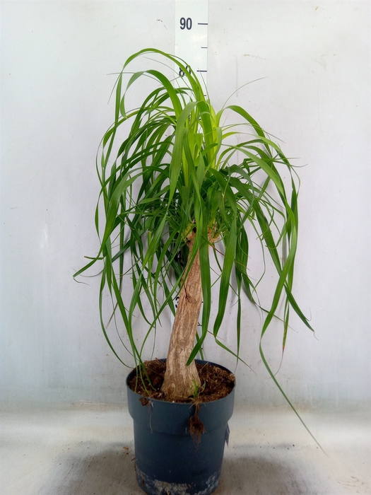 <h4>Beaucarnea recurvata</h4>