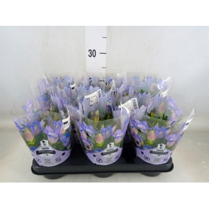 Gentiana   ...