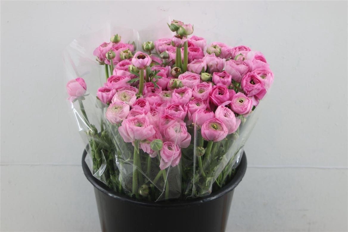 <h4>Ran El Pink X60</h4>