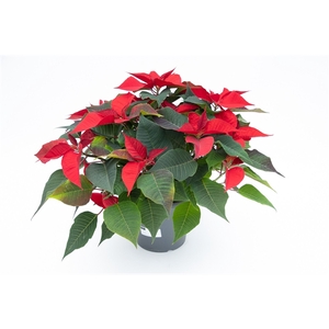 Euphorbia pulcherrima toef rood