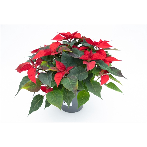 <h4>Euphorbia pulcherrima toef rood</h4>