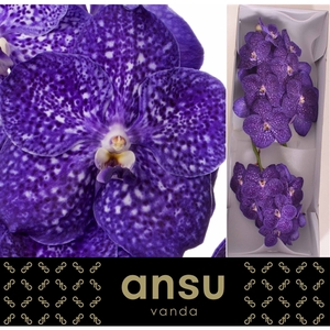 Vanda Nitaya Tweed Blue