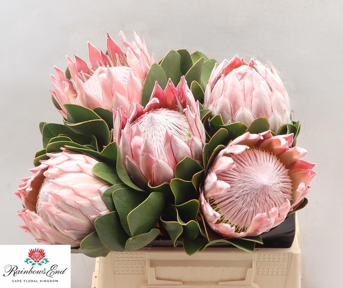 <h4>PROTEA CYNAROIDES</h4>