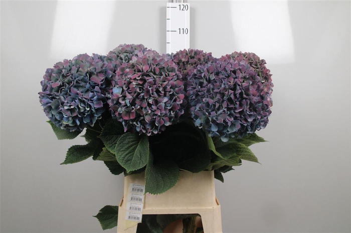 <h4>Hydr Cl M Pimpern</h4>