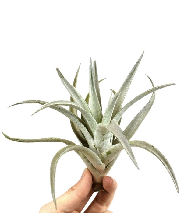 <h4>tillandsia harissi</h4>