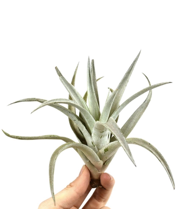 <h4>tillandsia harissi</h4>