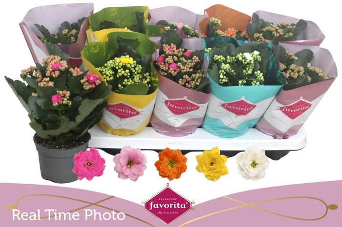 <h4>KAL GE PERF GEM 5 KL</h4>