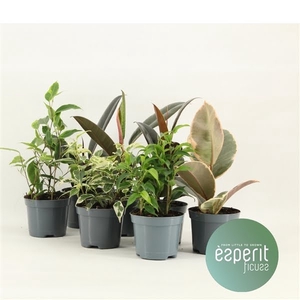 Ficus Ficuss Mix 5-7 srt