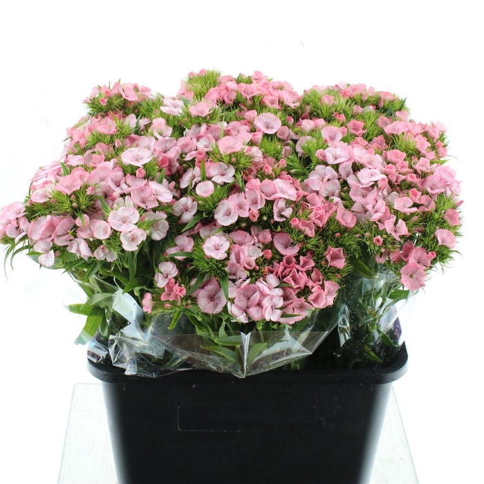 <h4>Di Barb Light Pink</h4>