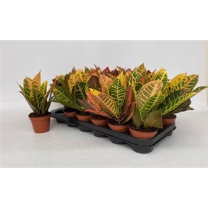 Codiaeum variegatum grootbladig 'Petra'