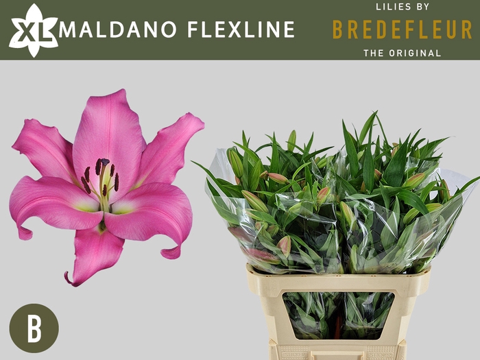 <h4>LI OT MALDANO FLEXLINE</h4>