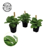 Peperomia Obt Green Gold