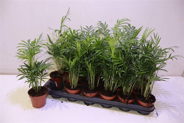 <h4>arr8 Chamaed Elegans</h4>