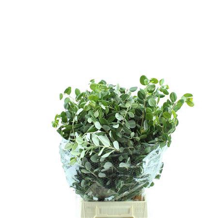 <h4>Pittosporum Ralphi</h4>