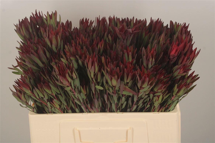 <h4>Leucad Sal Blush Spray</h4>