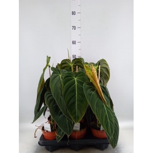 Philodendron melanochrysum