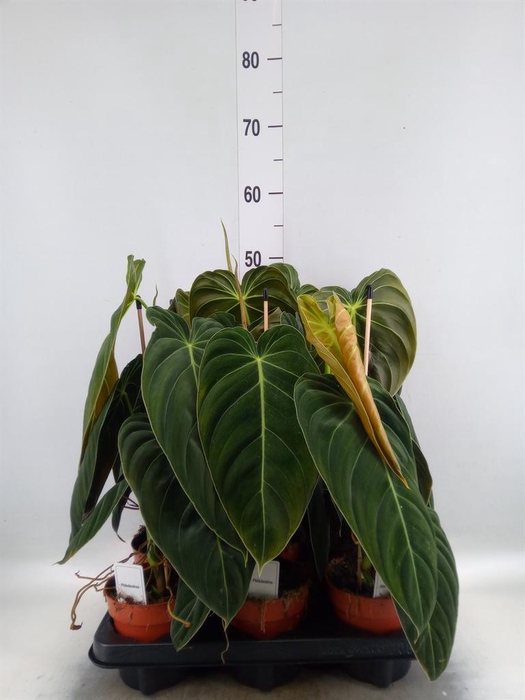 <h4>Philodendron melanochrysum</h4>