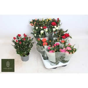 RO KORDANA GEM 5 SRT